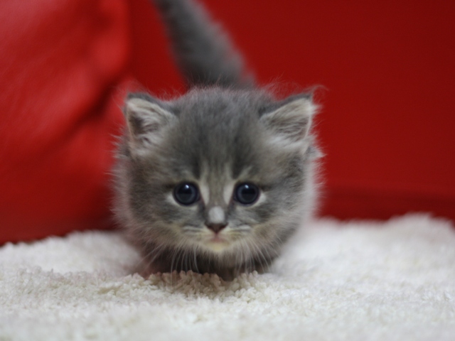 マンチカンの子猫画像