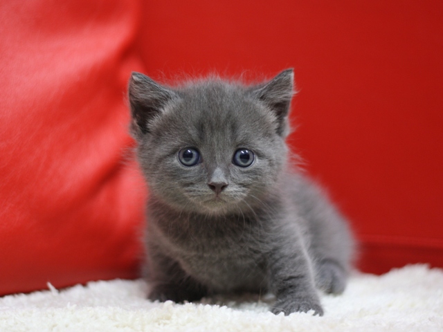 マンチカンの子猫画像