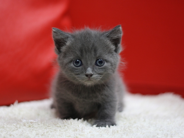 マンチカンの子猫画像