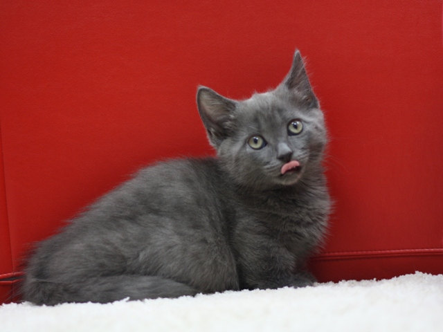 マンチカンの子猫画像