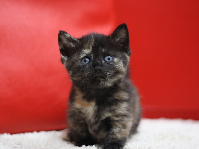 マンチカンの子猫画像