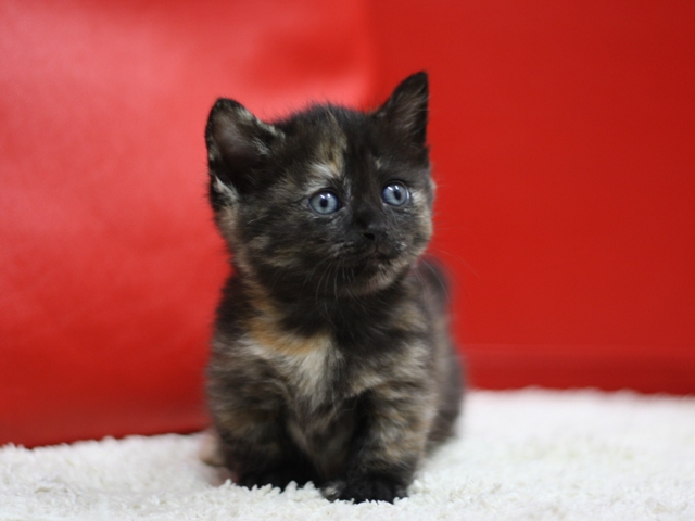 マンチカンの子猫画像