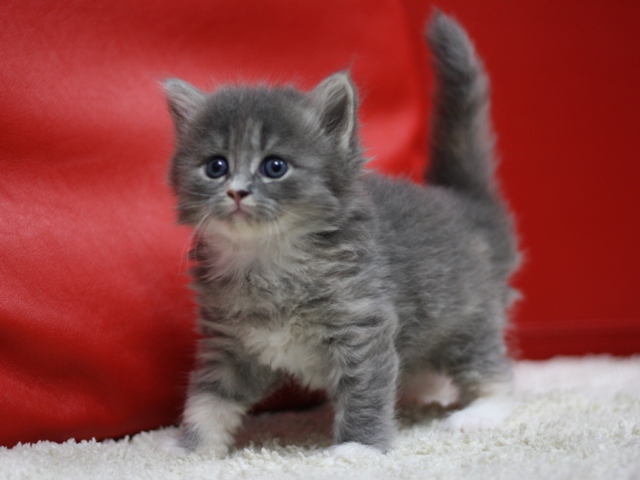 マンチカンの子猫画像