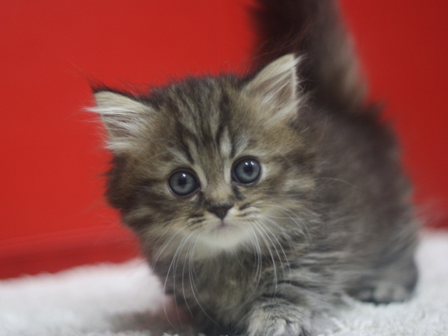 マンチカンの子猫画像