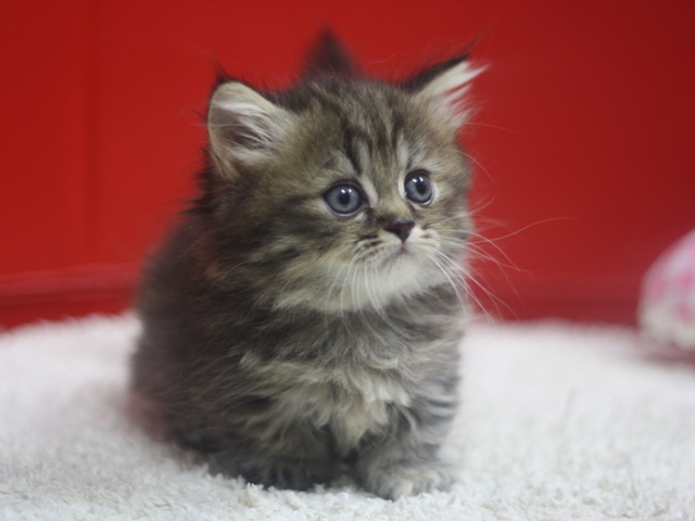 マンチカンの子猫画像