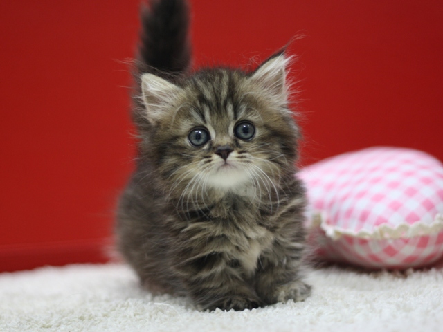 マンチカンの子猫画像