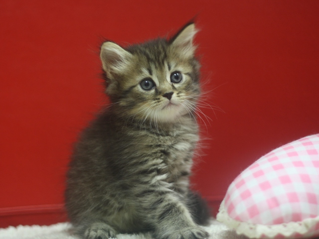 マンチカンの子猫画像