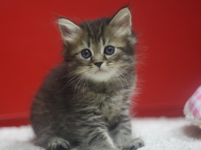 マンチカンの子猫画像