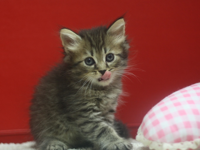 マンチカンの子猫画像