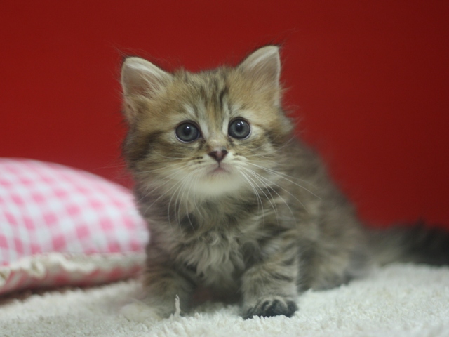 マンチカンの子猫画像