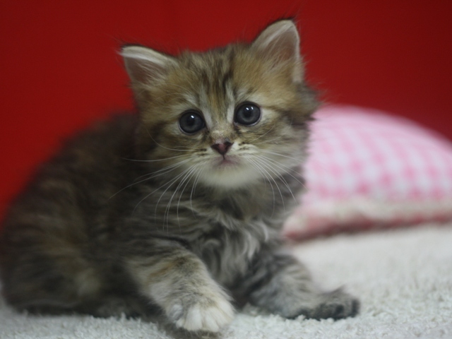 マンチカンの子猫画像