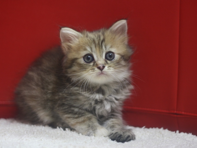 マンチカンの子猫画像