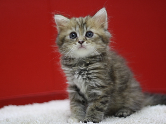 マンチカンの子猫画像