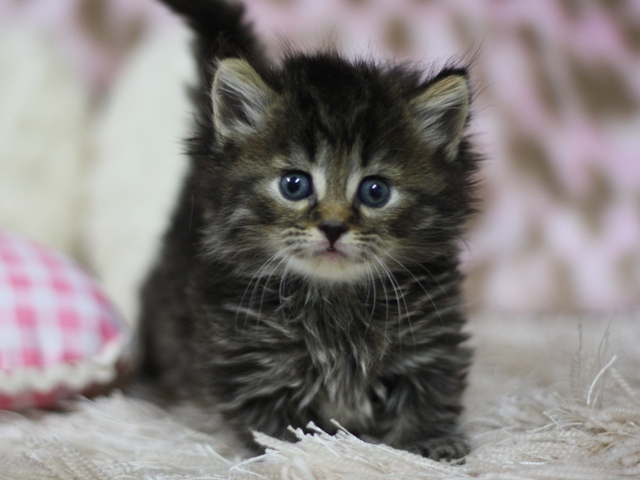 マンチカンの子猫画像