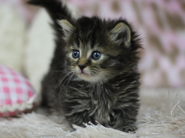 マンチカンの子猫画像