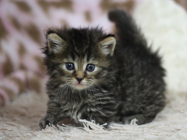 マンチカンの子猫画像