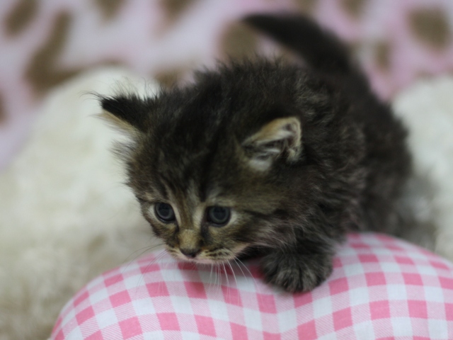 マンチカンの子猫画像