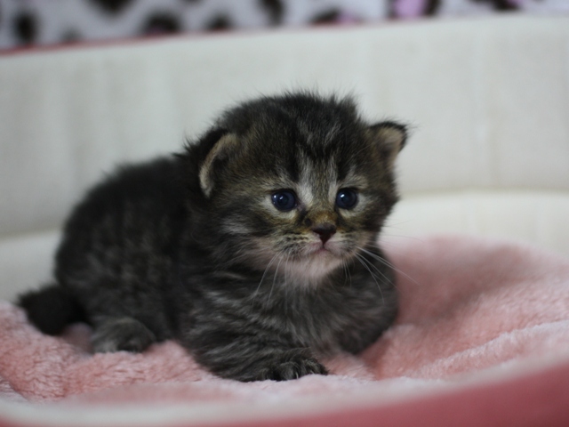 マンチカンの子猫画像