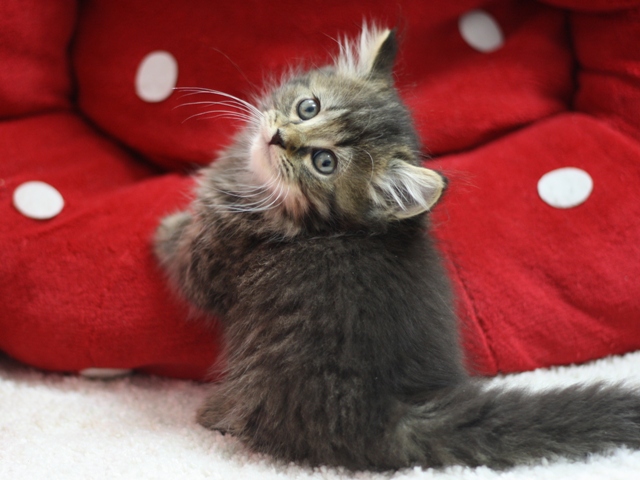 マンチカンの子猫画像