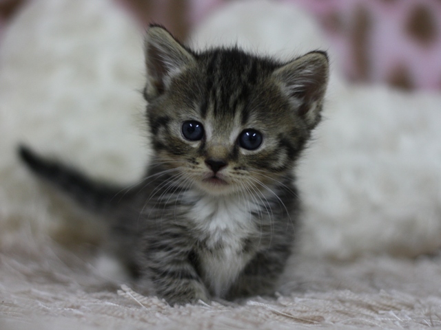 マンチカンの子猫画像