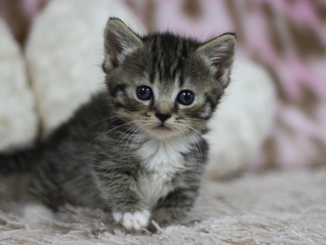 マンチカンの子猫画像