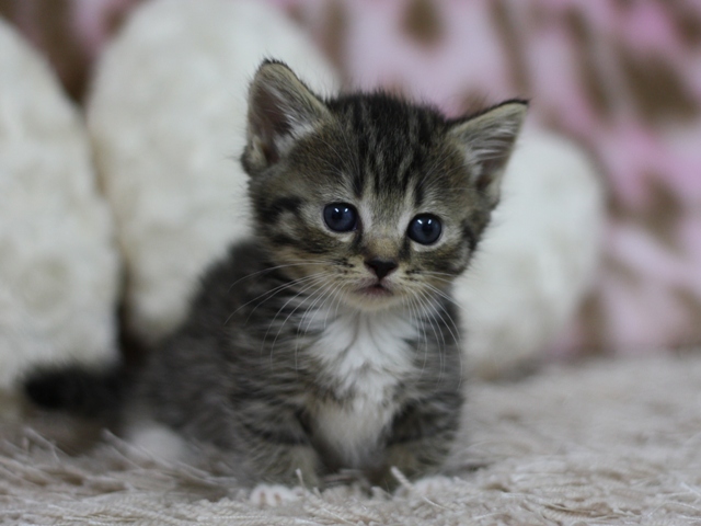 マンチカンの子猫画像