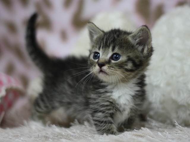 マンチカンの子猫画像