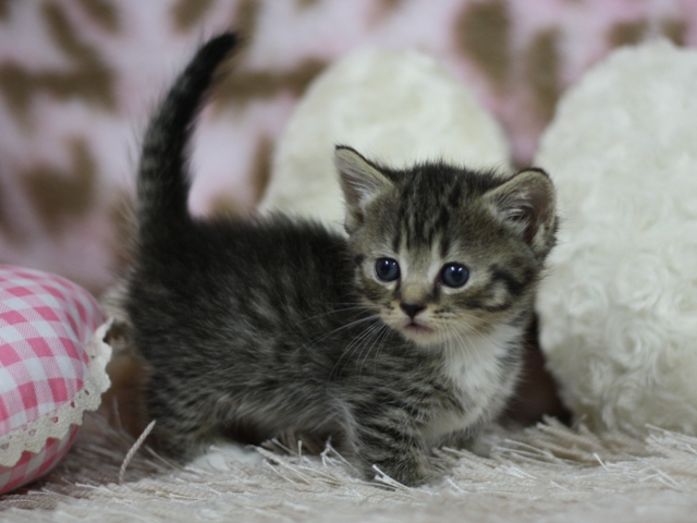 マンチカンの子猫画像