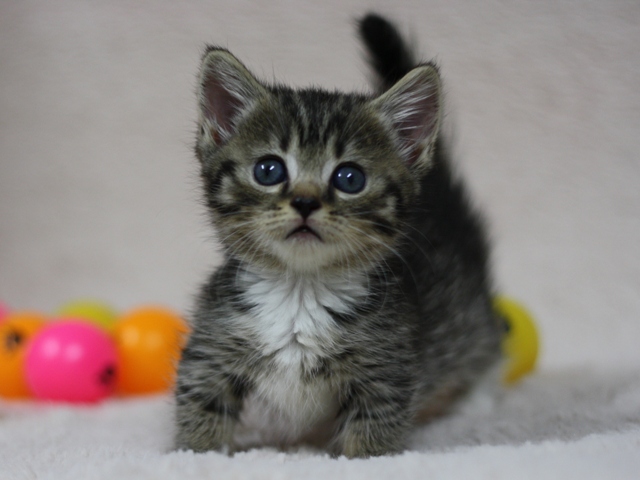 マンチカンの子猫画像