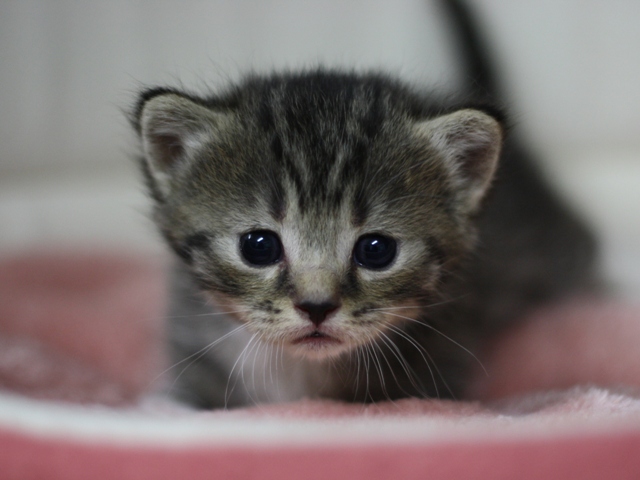 マンチカンの子猫画像