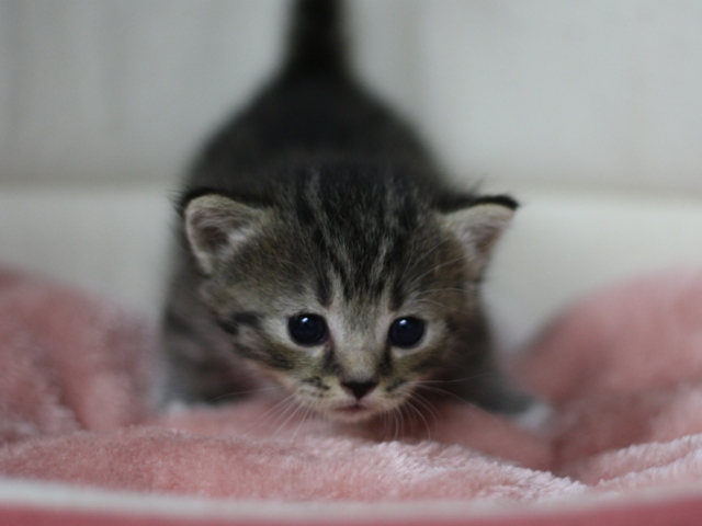 マンチカンの子猫画像