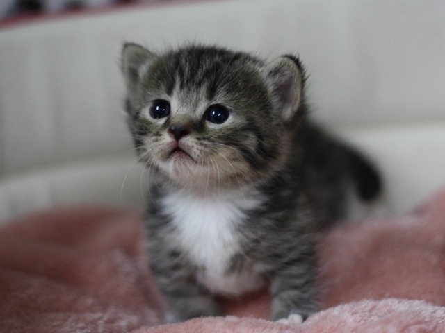 マンチカンの子猫画像