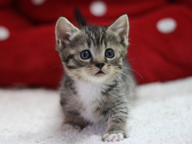 マンチカンの子猫画像