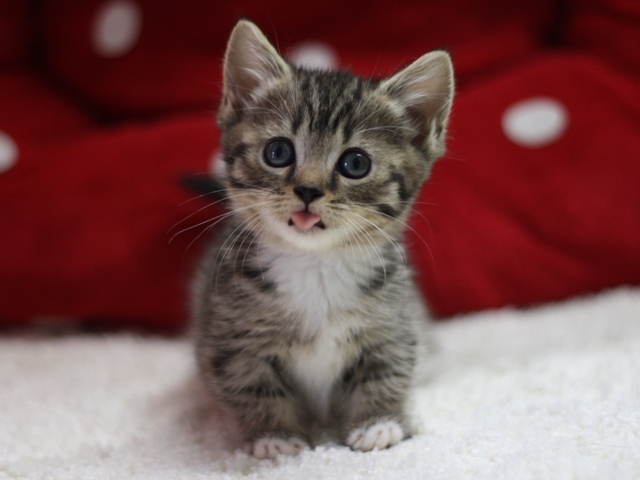 マンチカンの子猫画像