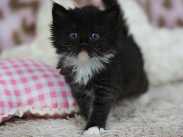 マンチカンの子猫画像