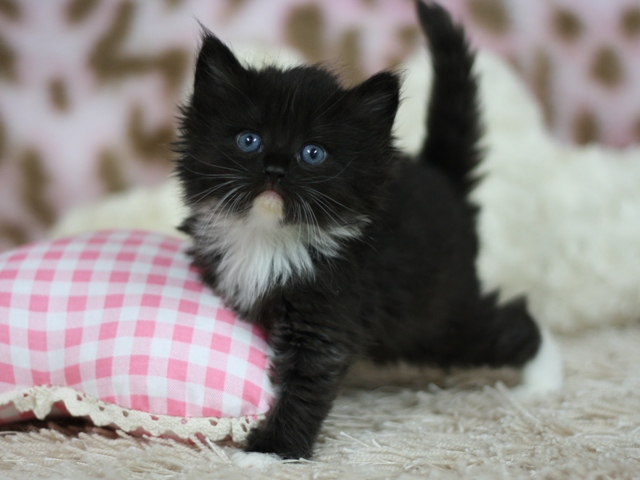 マンチカンの子猫画像