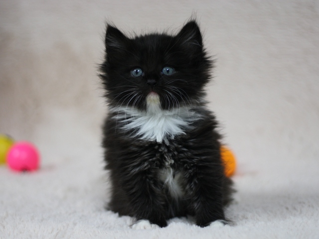 マンチカンの子猫画像