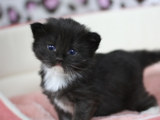 マンチカンの子猫画像