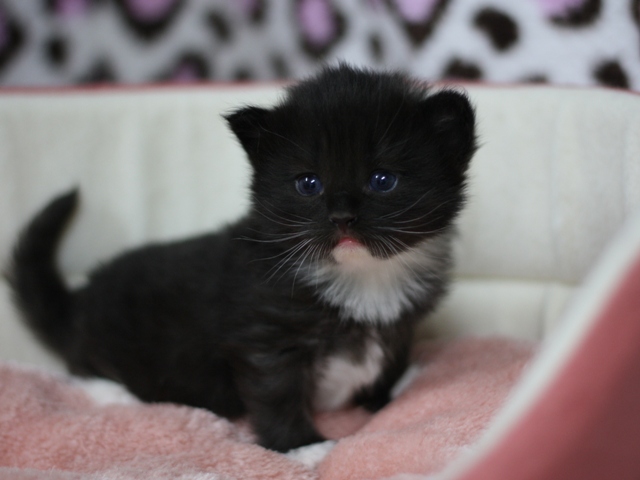 マンチカンの子猫画像