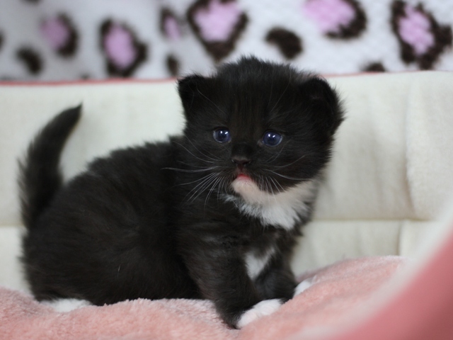 マンチカンの子猫画像