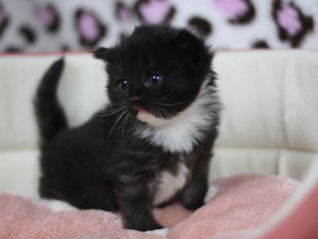 マンチカンの子猫画像