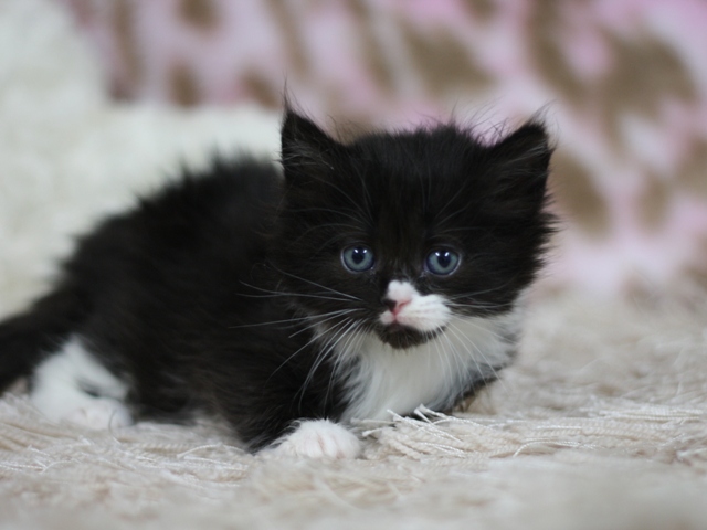 マンチカンの子猫画像