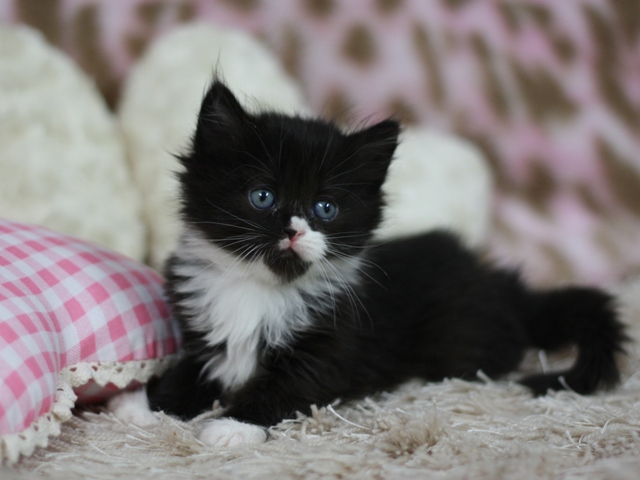 マンチカンの子猫画像