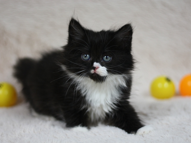 マンチカンの子猫画像