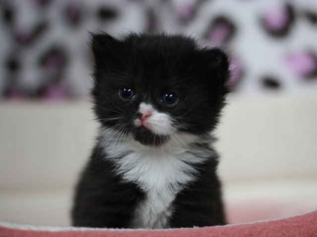 マンチカンの子猫画像