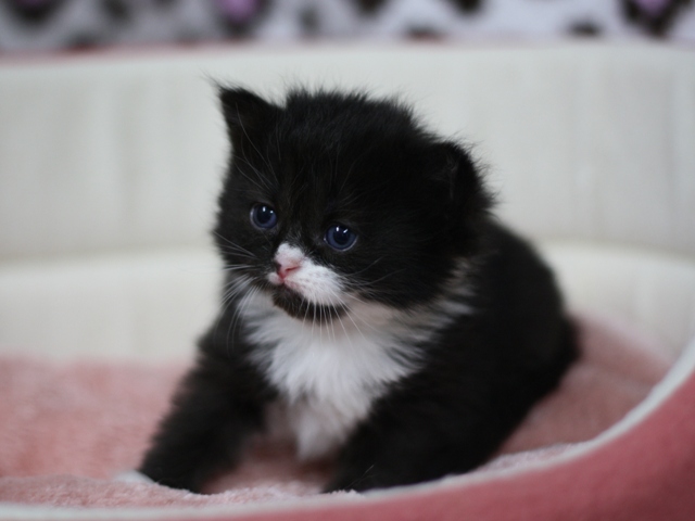 マンチカンの子猫画像