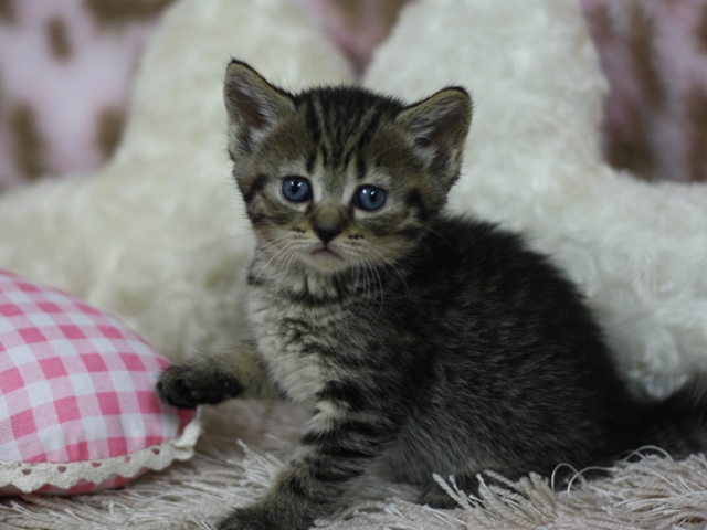 マンチカンの子猫画像