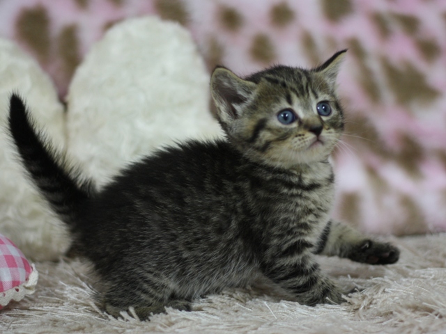 マンチカンの子猫画像