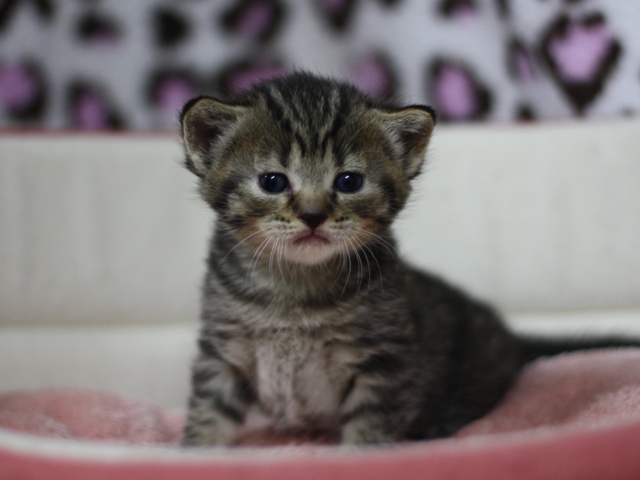 マンチカンの子猫画像