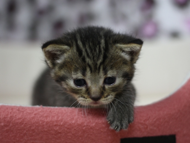 マンチカンの子猫画像